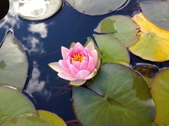 Nymphaea × marliacea