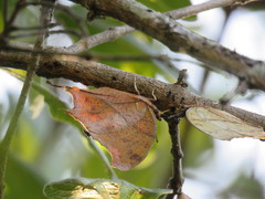 Polyura zoolina