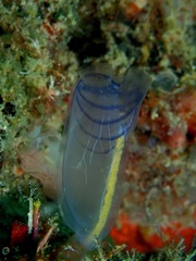 Rhopalaea circula