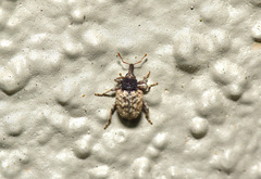 Pheloconus cribricollis