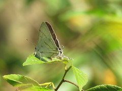 Hypolycaena buxtoni