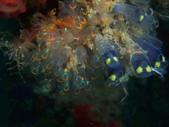 Clavelina