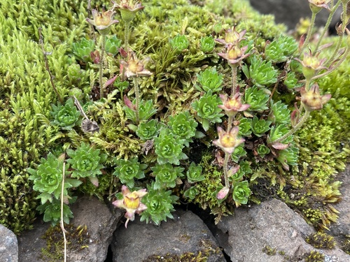 lomikameň (Saxifraga)