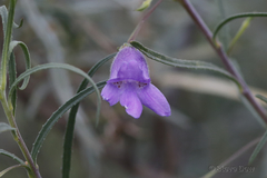 Eremophila gilesii