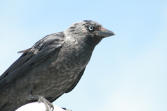 Corvus monedula