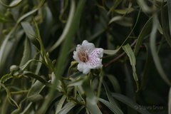 Eremophila bignoniiflora