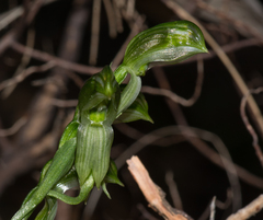 Pterostylis viriosa