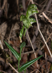 Pterostylis viriosa
