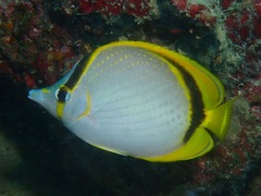 Chaetodon selene