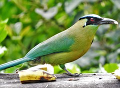 Andean Motmot photo 3