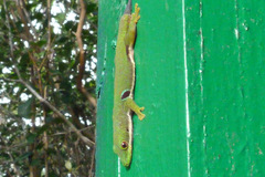 Phelsuma quadriocellata