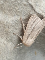 Mythimna pallens