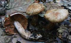 Cortinarius aprinus