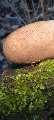 Image of Fissidens curvatus by (c) kevin koen, some rights reserved (CC BY-SA)