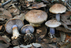 Cortinarius dionysae