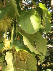 Corylus colurna