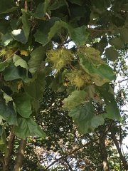 Corylus colurna