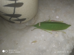 Tettigonioidea