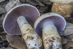 Cortinarius caligatus