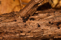 Fusarium sambucinum