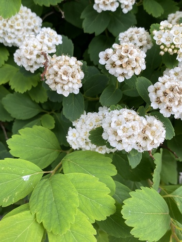 tavoľník (Spiraea)