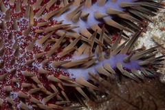 Acanthaster planci