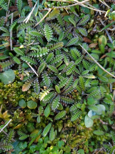 Leptinella calcarea, photograph 4