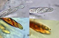 Fusarium sambucinum