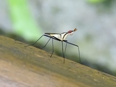 Telostylinus lineolatus