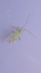 Orthotylus flavosparsus