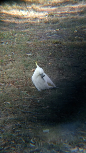 Cacatua galerita