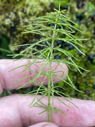praslička lúčna (Equisetum pratense)