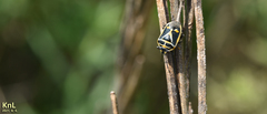 Eurydema gebleri