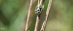 Eurydema gebleri