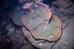 Oxypora lacera