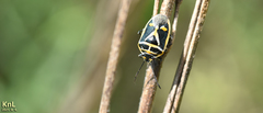 Eurydema gebleri