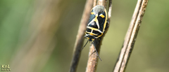 Eurydema gebleri