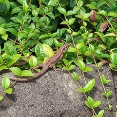 Podarcis muralis