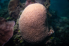 Physogyra lichtensteini