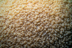 Physogyra lichtensteini