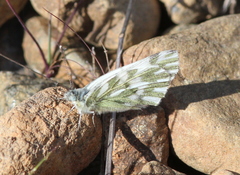 Pontia chloridice