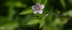Geranium thunbergii