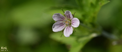 Geranium thunbergii