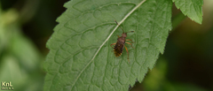 Rhopalus sapporensis
