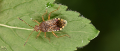 Rhopalus sapporensis
