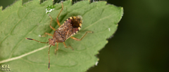Rhopalus sapporensis