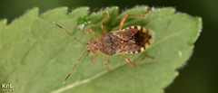 Rhopalus sapporensis