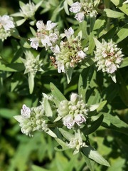 Pycnanthemum verticillatum