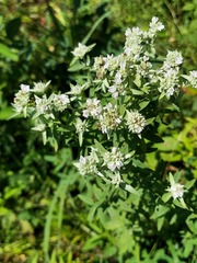 Pycnanthemum verticillatum