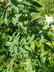 Pycnanthemum verticillatum